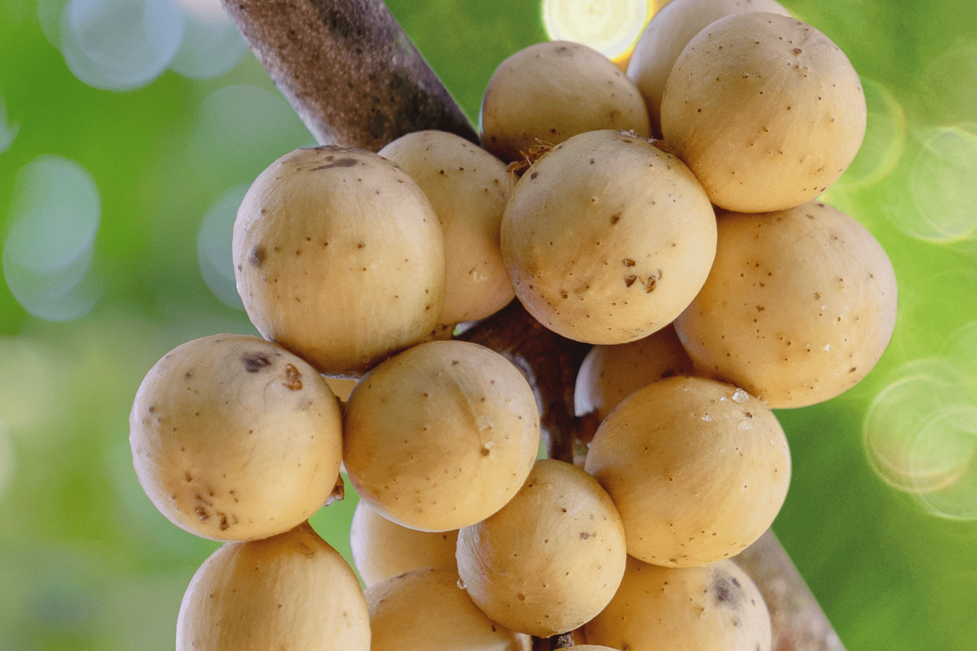 Bright Skin Putih Langsat Face Serum 